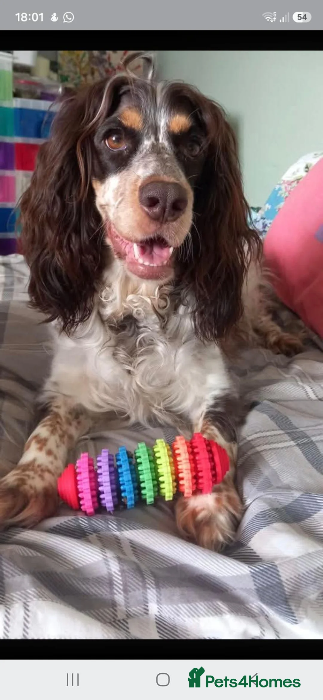 Cocker Spaniel dogs for sale: Working cocker spaniel puppies - Advert 12