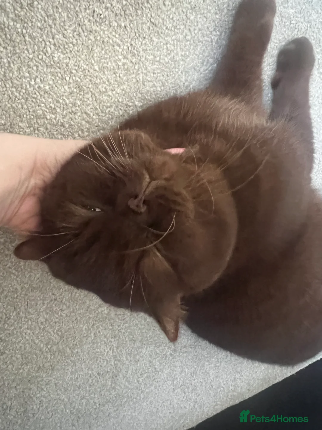 British Shorthair cats for sale: Active chocolate British short hair male - Advert 13