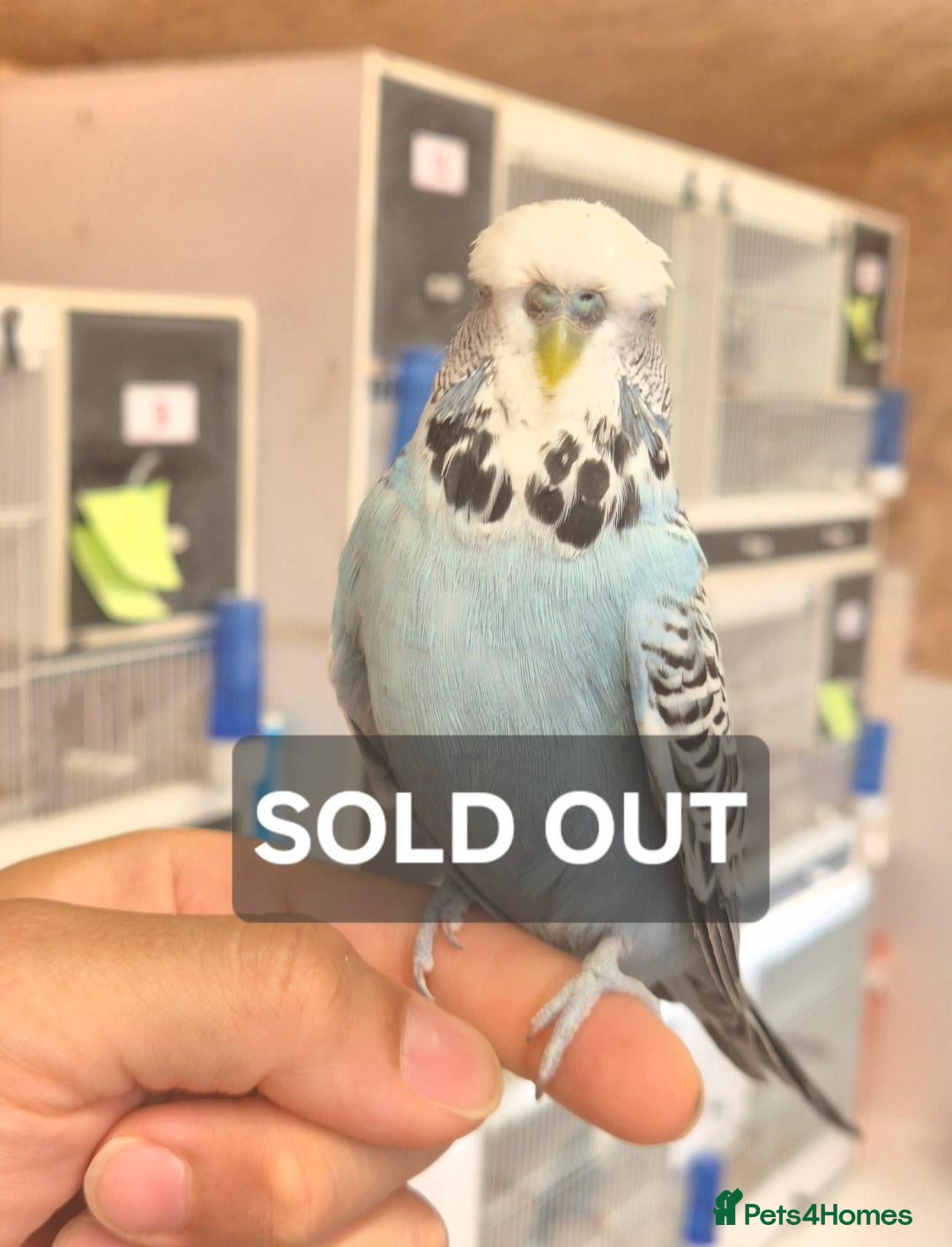 Budgerigars birds Tamed cock  - Advert 2