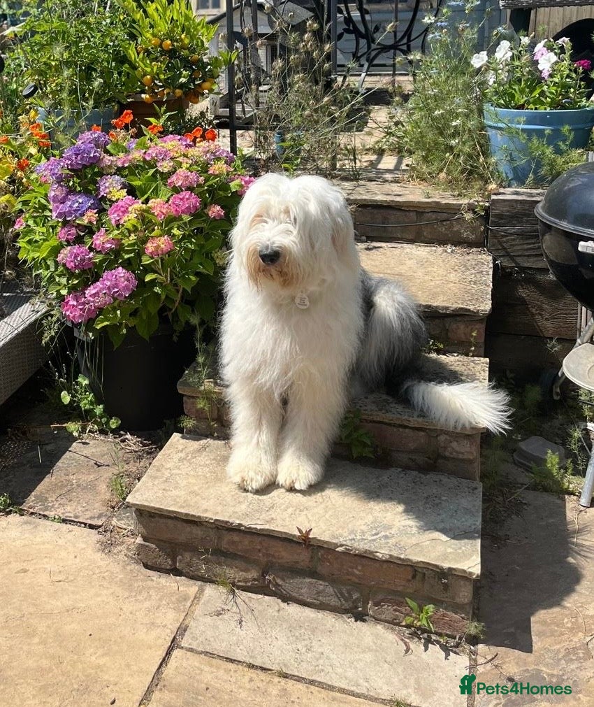 Old English Sheepdog dogs for sale: Old English Sheepdog Puppies - Advert 1