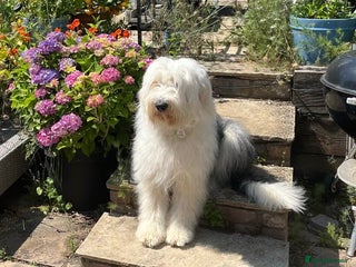 Old English Sheepdog dogs for sale: Old English Sheepdog Puppies - Advert 1