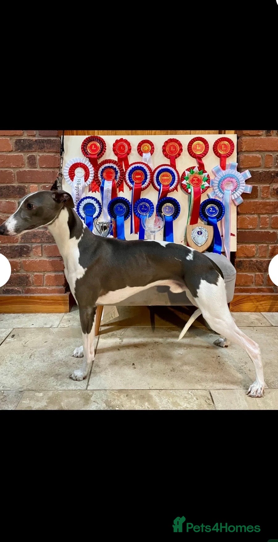 Whippet dogs for sale: Whippet puppies - Advert 8