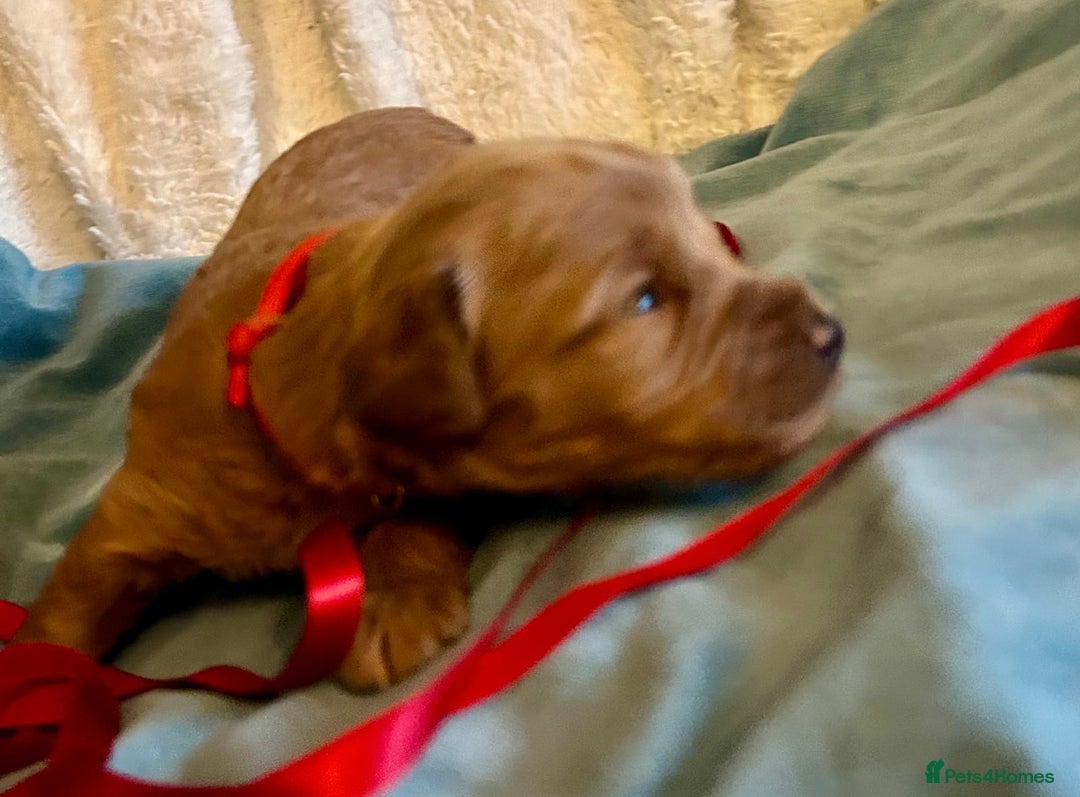 Labradoodle dogs for sale: 🥰 Cute Miniature labradoodle Pups 💖💕 - Advert 4