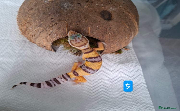 Gecko reptiles - Advert 14