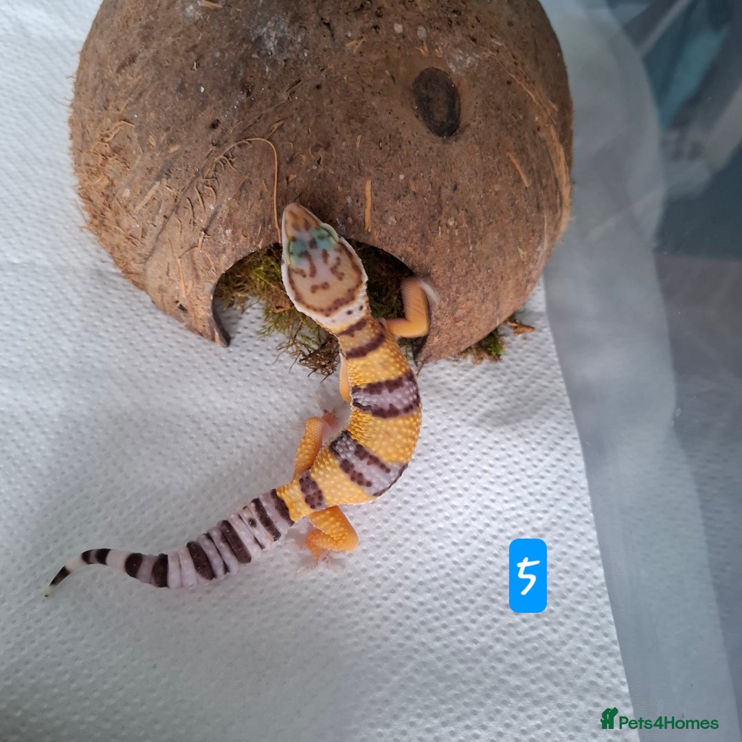 Gecko reptiles for sale: Leopard gecko babies - Image 1