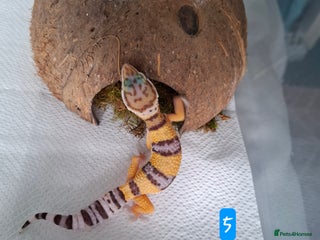 Gecko reptiles - Advert 34