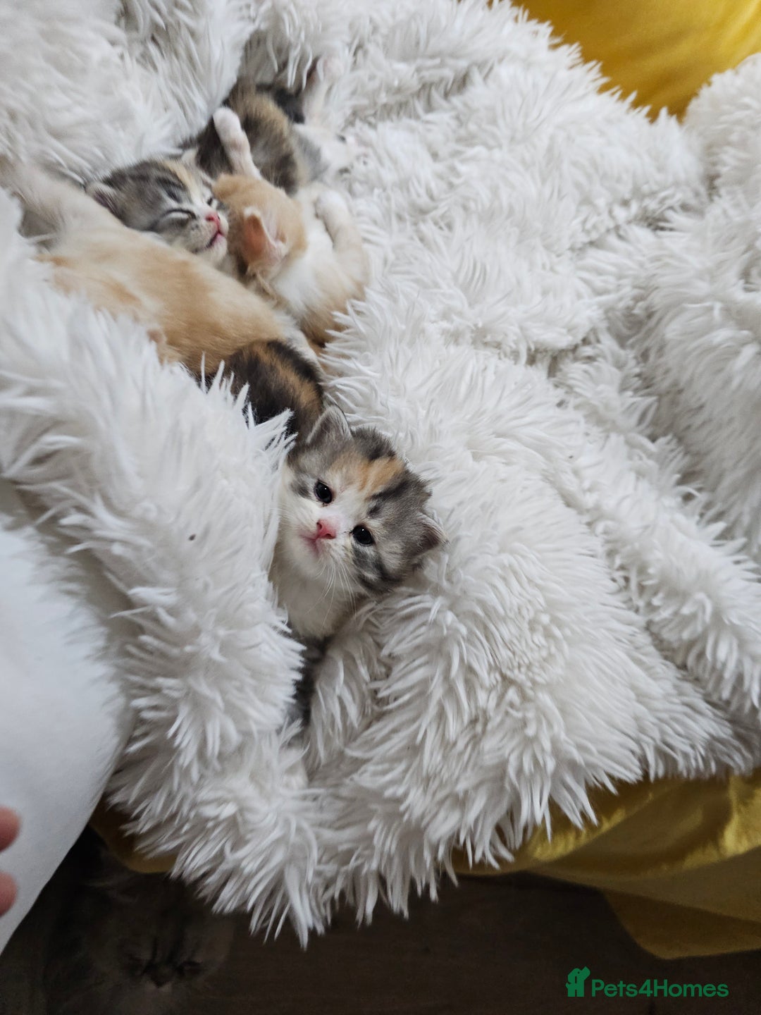 Persian cats for sale: Adorable Persian kittens - Advert 5