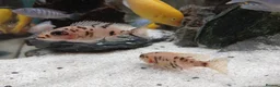 Cichlids fish for sale: GUPPIES / cichlids / SHRIMP/ platty  - Advert 13