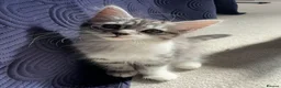 Norwegian Forest Cat cats for sale: Beautiful Norwegian Mix Kittens – 2 Boys & 1 Girl - Advert 5