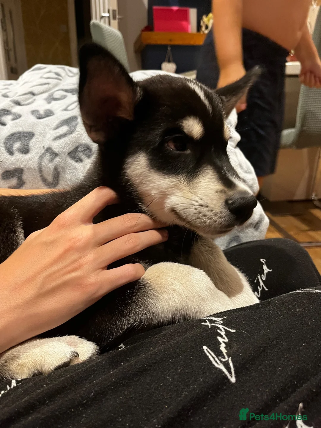 Mixed Breed dogs for sale: Husky x Labrador  - Advert 9