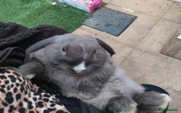Dwarf Lop rabbits for sale: Two beautiful baby bunnies  - Image 12