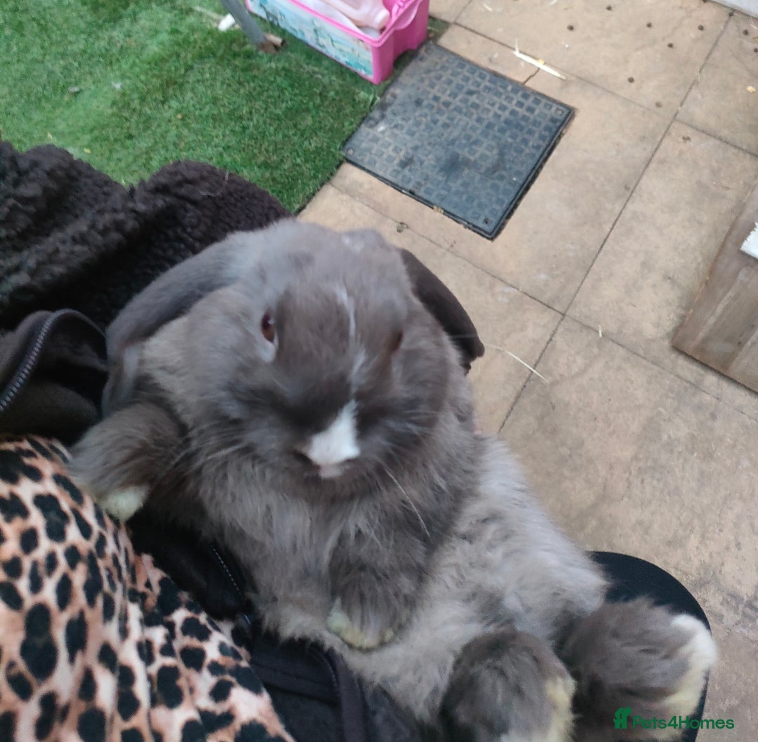 Dwarf Lop rabbits for sale: Two beautiful baby bunnies  - Image 12