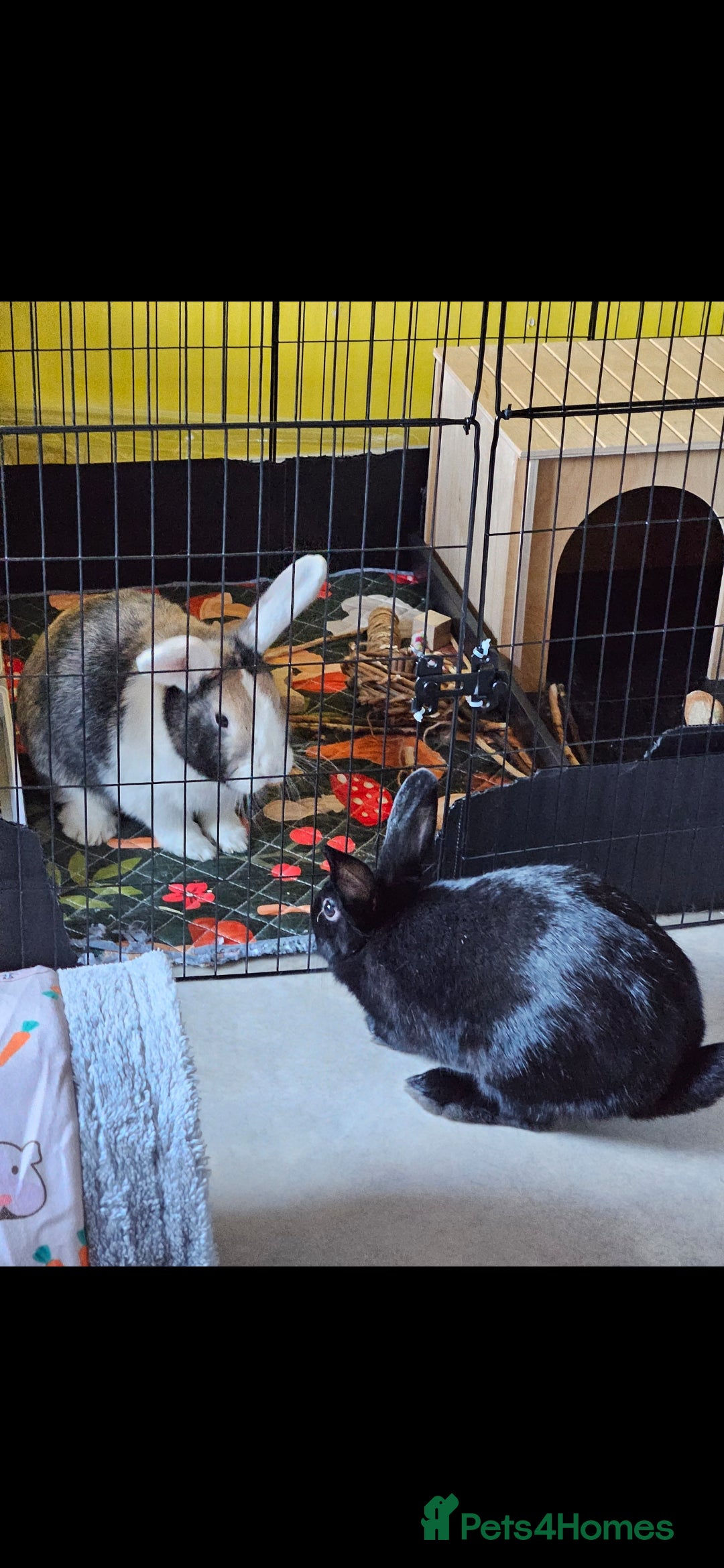 Mixed Breed rabbits for sale: 2 rabbits for rehoming ASAP - Advert 4