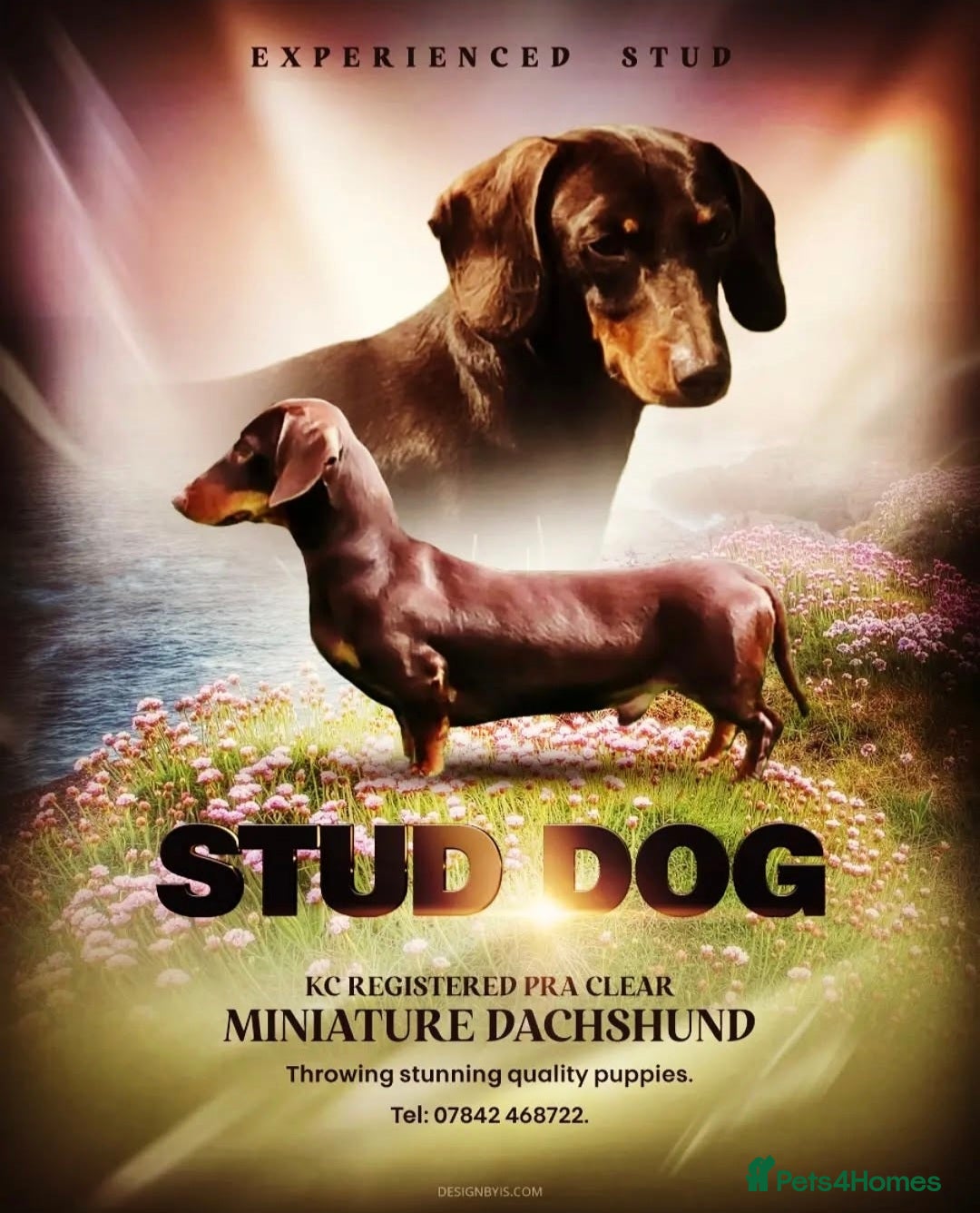 Miniature Dachshund dogs KC REGISTERED MINIATURE DACHSHUND STUD in Todmorden - Advert 23