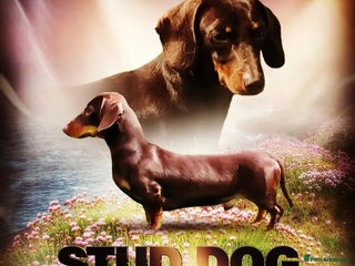 Miniature Dachshund dogs in Todmorden - Advert 30