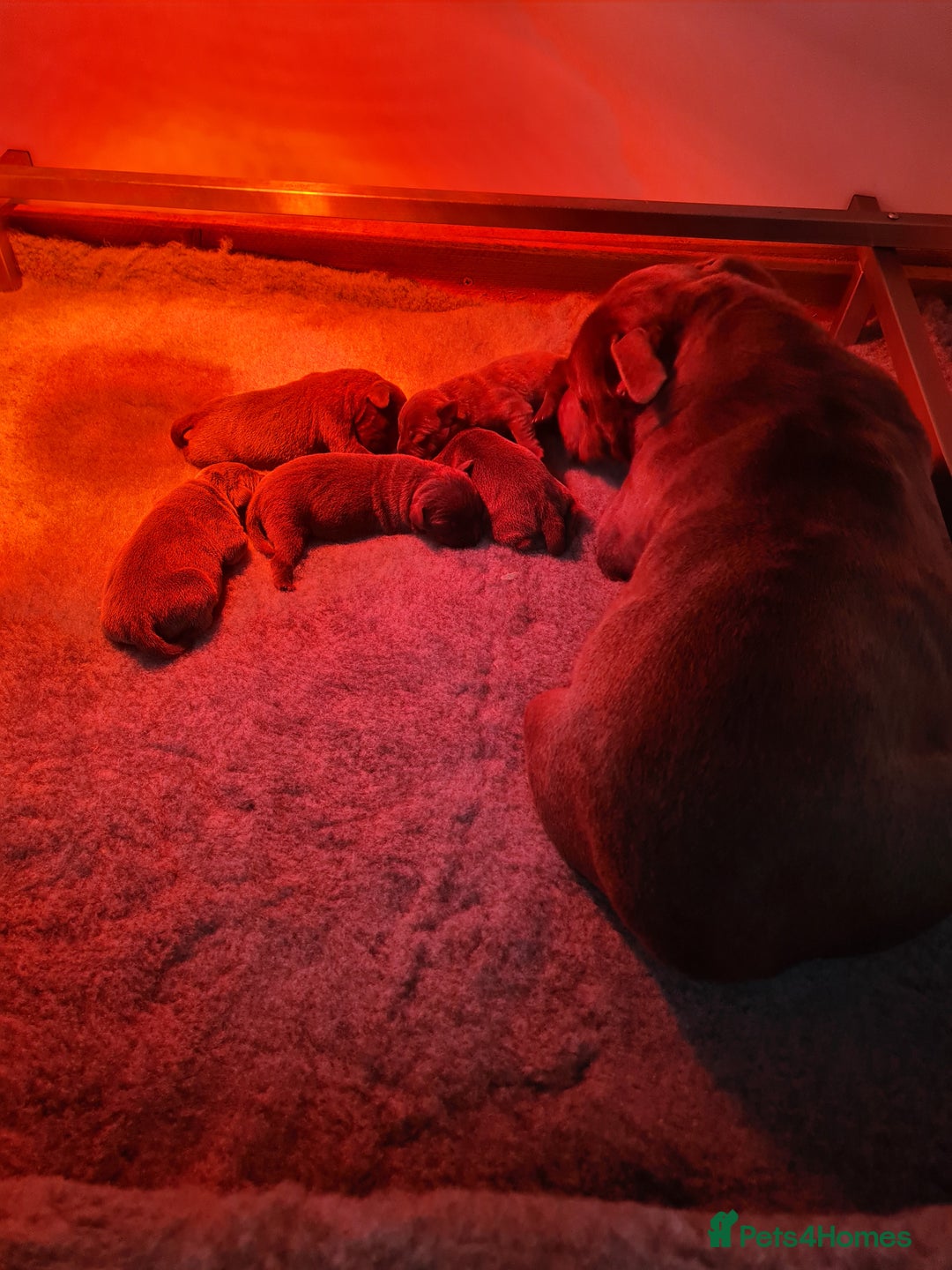 Staffordshire Bull Terrier dogs for sale: Kc blue Staffordshire bull terriers - Advert 2