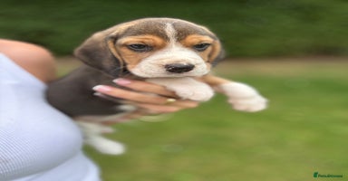 Beagle dogs - Advert 3