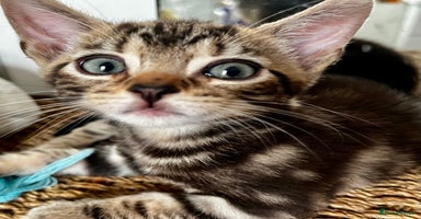 Bengal cats in Dorking - Advert 6