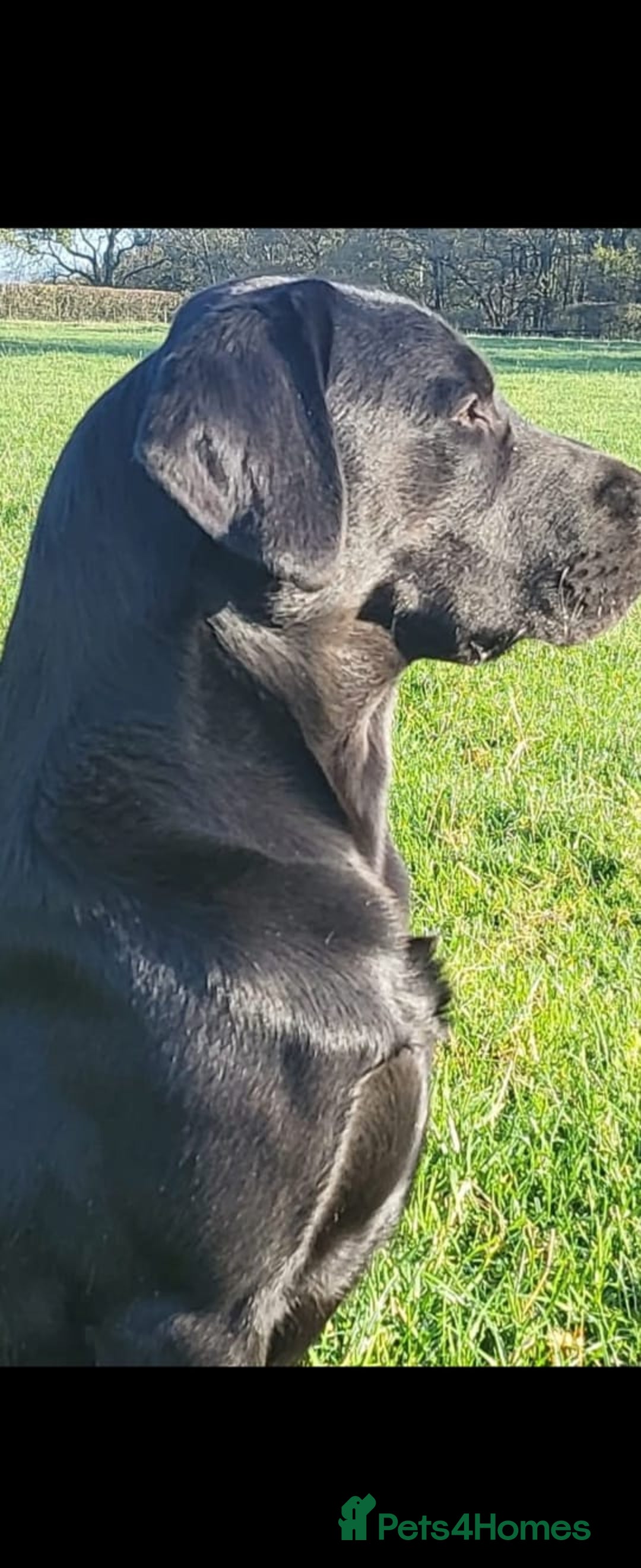 Labrador Retriever dogs for sale: Fantastic working bloodline kc labradors! - Image 3