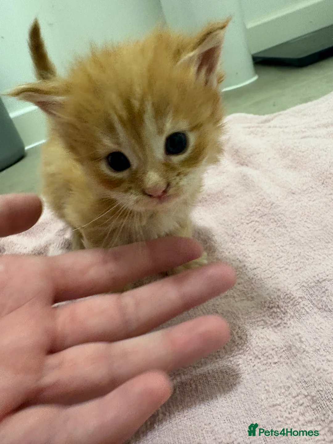 Maine Coon cats for sale: TICA registered Maine coon kittens - Advert 12