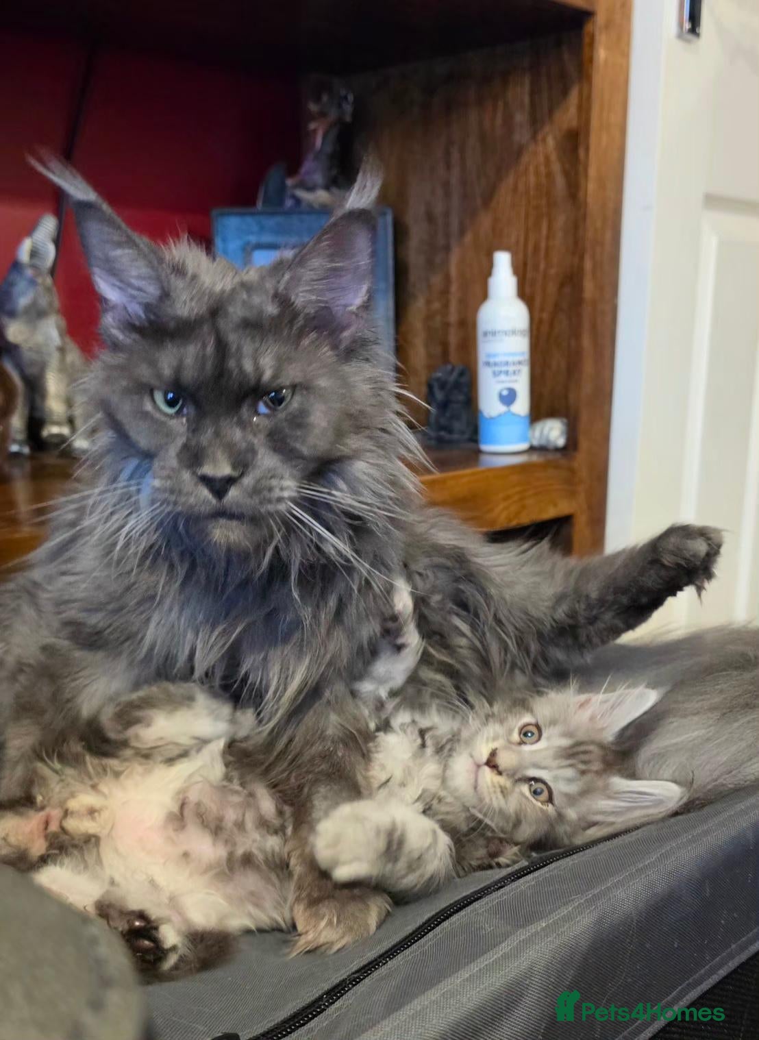 Maine Coon cats for sale: Gorgeous TICA register boys  - Advert 1