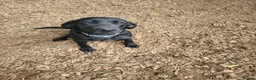 Labrador Retriever dogs for sale: 7 month old bitch  - Advert 2