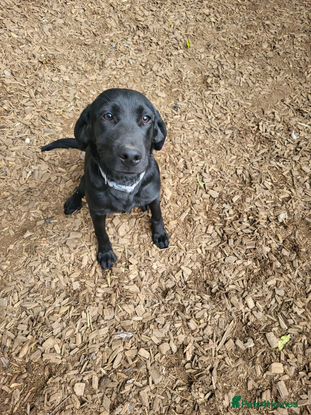 Labrador Retriever dogs for sale: 7 month old bitch  - Advert 2