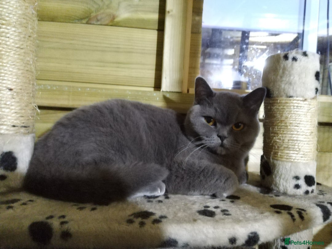 British Shorthair cats for sale: Gccf active registered blue BSH queen - Image 7