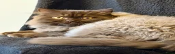 British Longhair cats for sale: Chocolate BLH boys TICA registration  - Advert 12