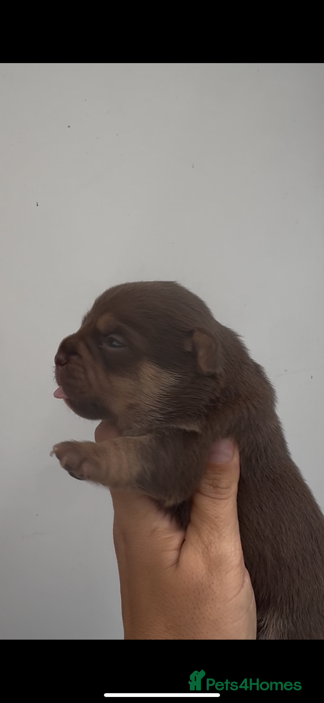 Jack Russell dogs for sale: Jack Russell puppy’s.  - Advert 2