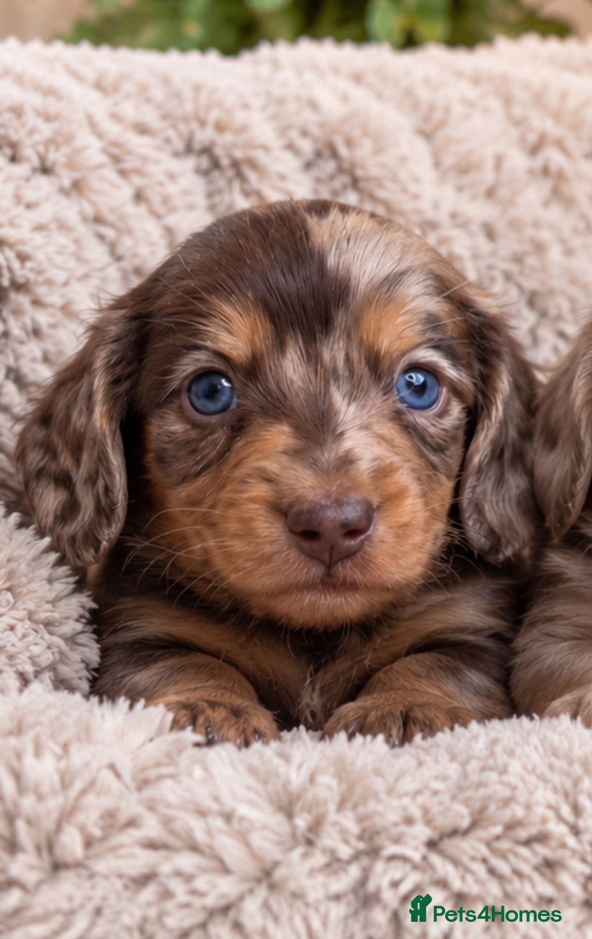 Miniature Dachshund dogs Long haired KC registered - Advert 1