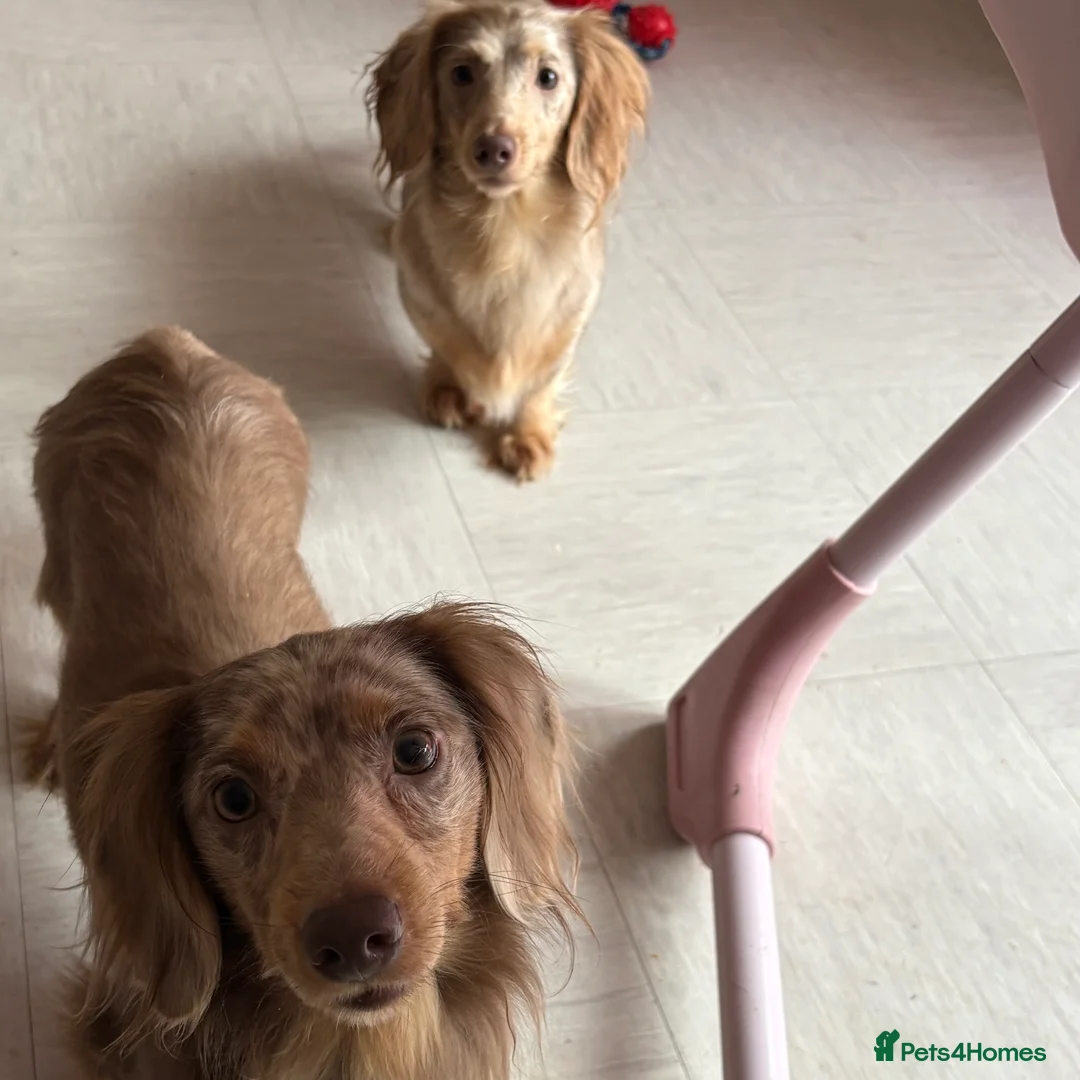 Dachshund dogs for sale: In need of a forever home in London - Advert 1