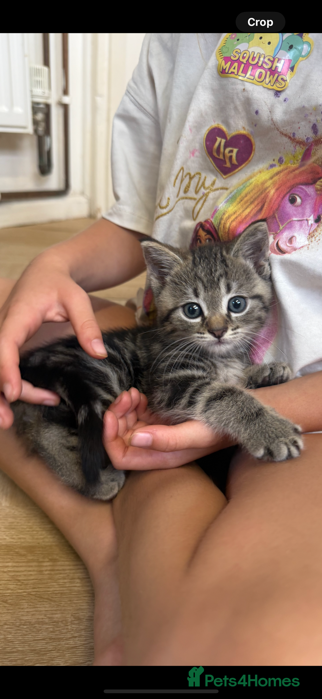 British Shorthair cats for sale: 5 gorgeous tabby kittens  - Image 4