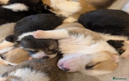 Welsh Corgi Pembroke dogs for sale: 9 Stunning Corgis  - Image 15