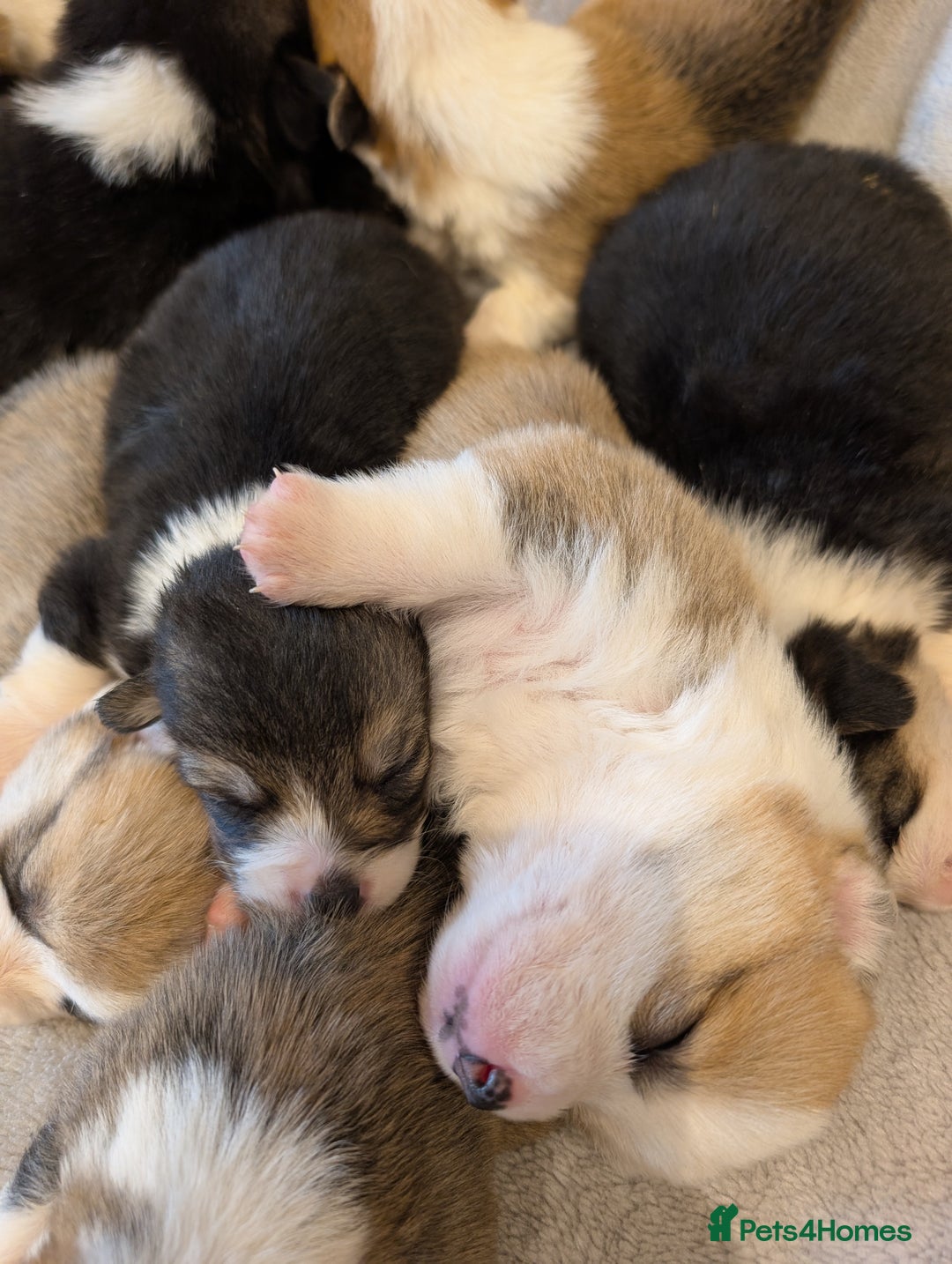 Welsh Corgi Pembroke dogs for sale: 9 Stunning Corgis  - Image 15