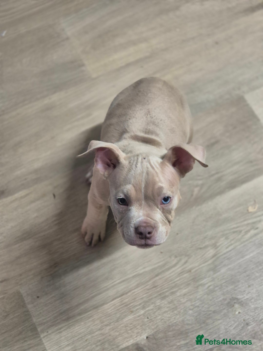 American Bully dogs for sale: Champagne, Chocolate, Merle Micro Pocket Bullys  in Wilmslow - Image 3