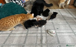 Ragcoon cats for sale: Ragdoll cross Maine coon - Image 16