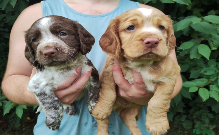 Cocker Spaniel dogs - Advert 14