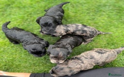 Cockapoo dogs for sale: F1 show cockapoos - Image 4
