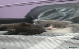 Persian cats for sale: Persian  - Image 37