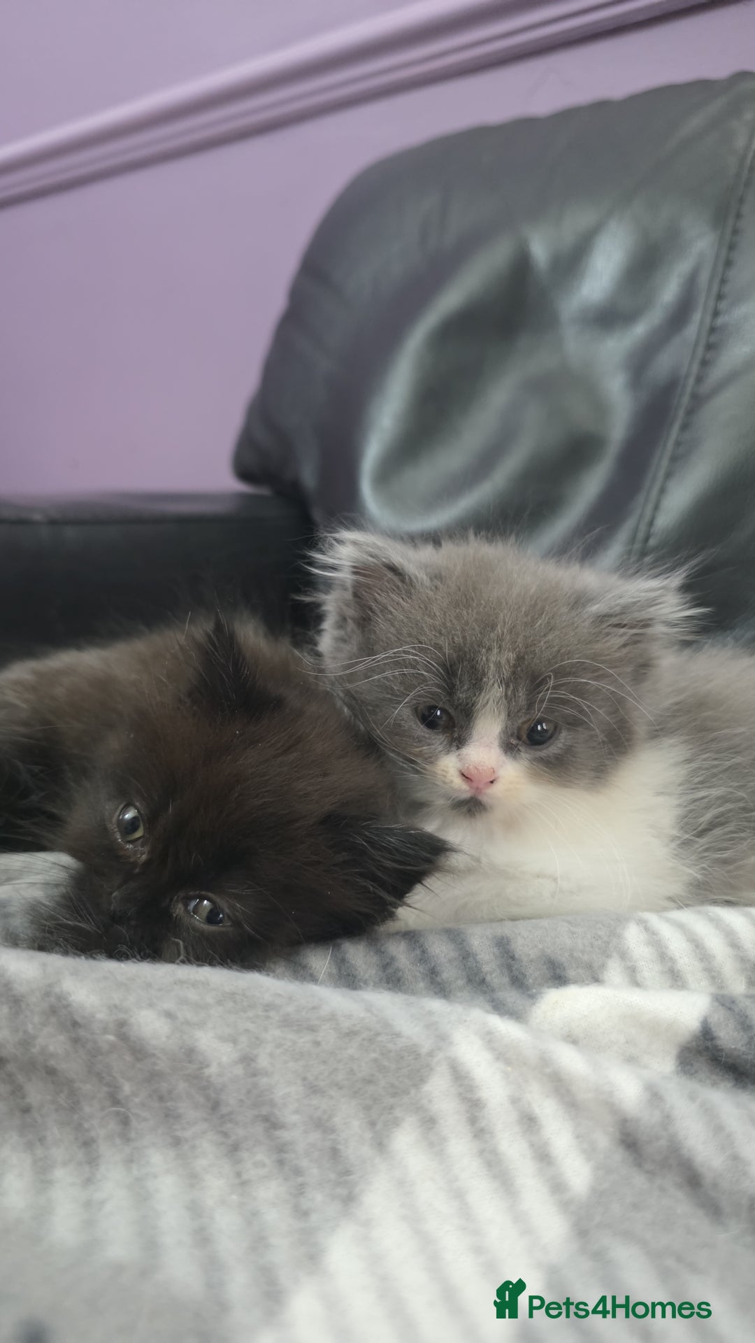 Persian cats for sale: Persian  - Image 37