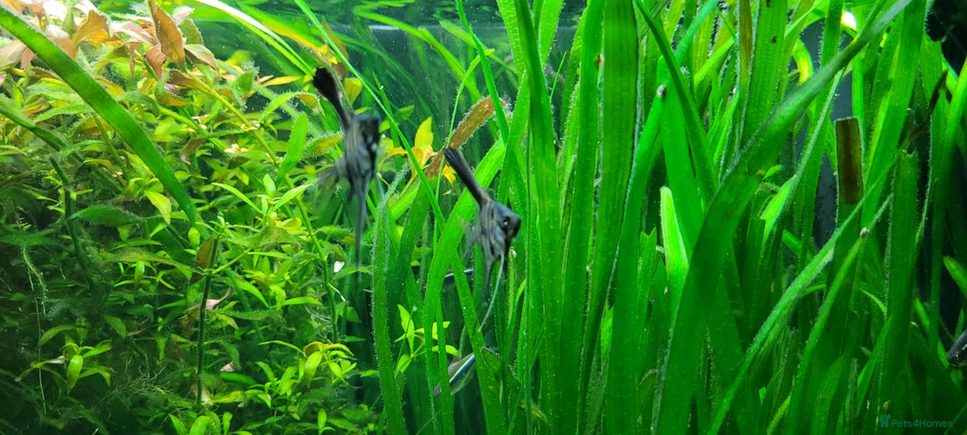 Angelfish fish for sale: Stunning stripes Angel Fish - Advert 10