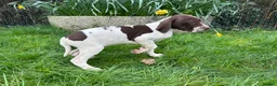 Pointer dogs for sale: English pointer puppies  in Romsey - Advert 3