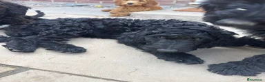 Irish Gordon Doodle Puppy violet
