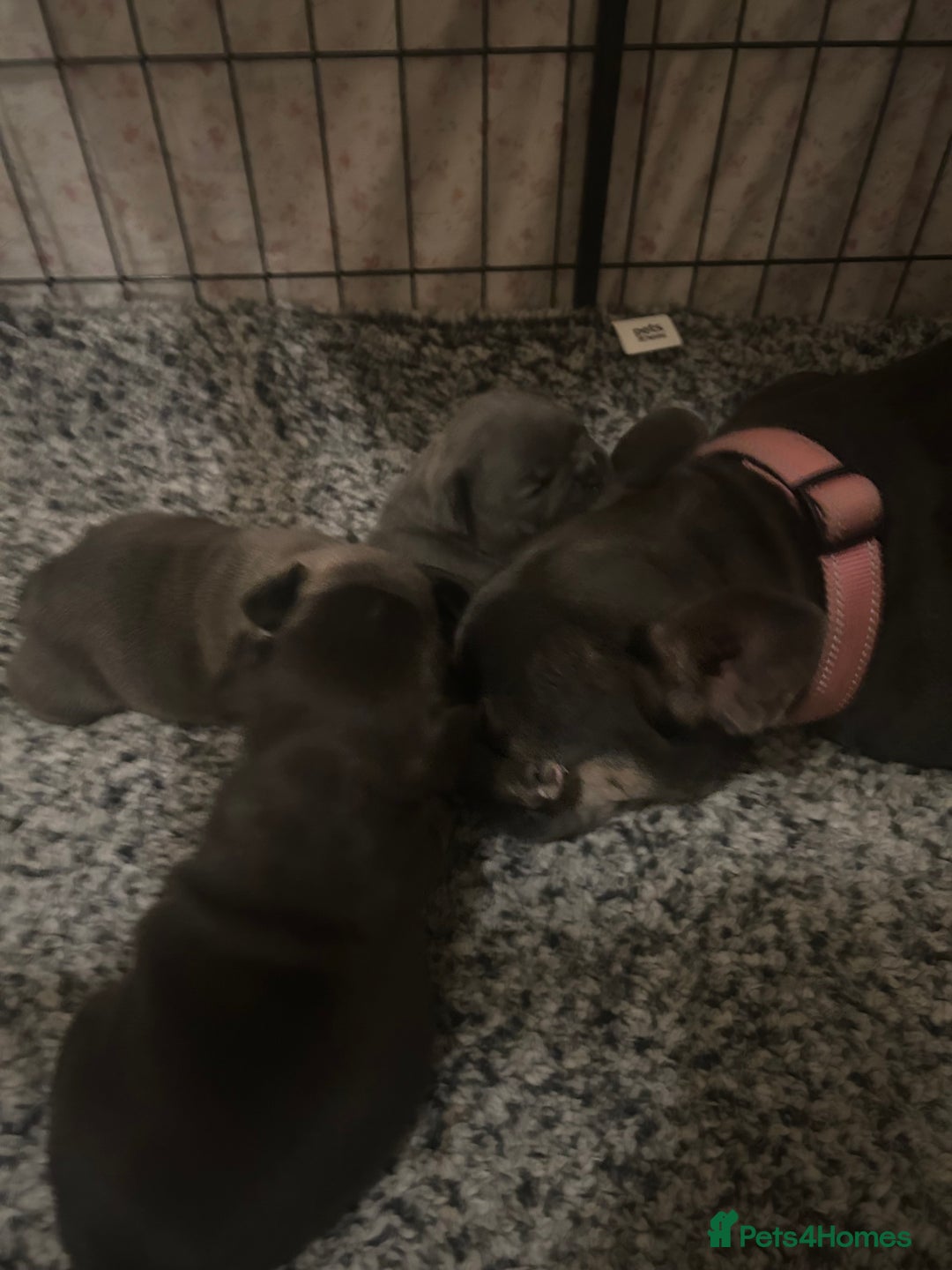 French Bulldog dogs for sale: 1 male and 2 female French Bulldogs for sale - Image 9