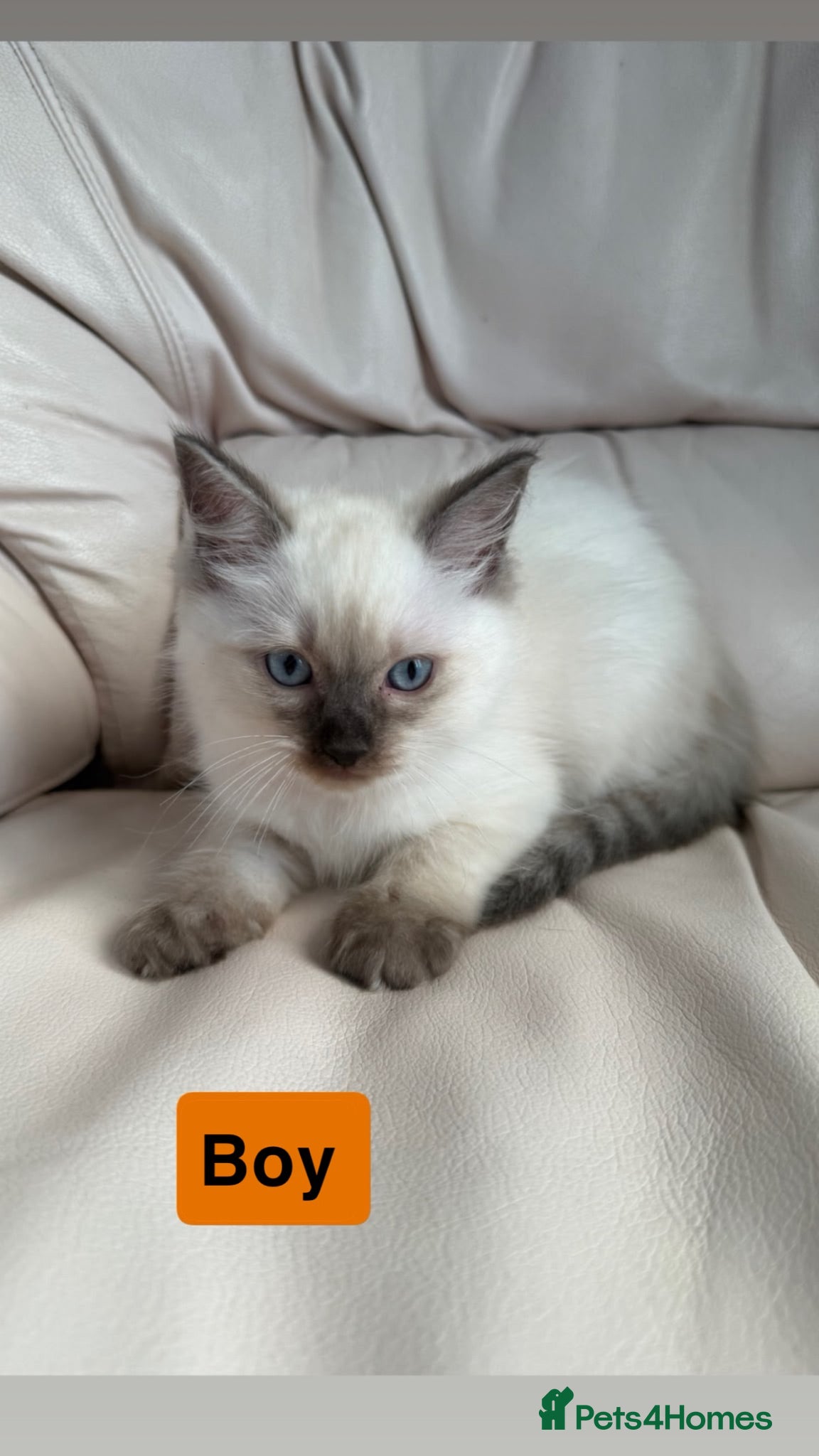 Ragdoll cats Stunning litter of ragdoll kittens  - Advert 2