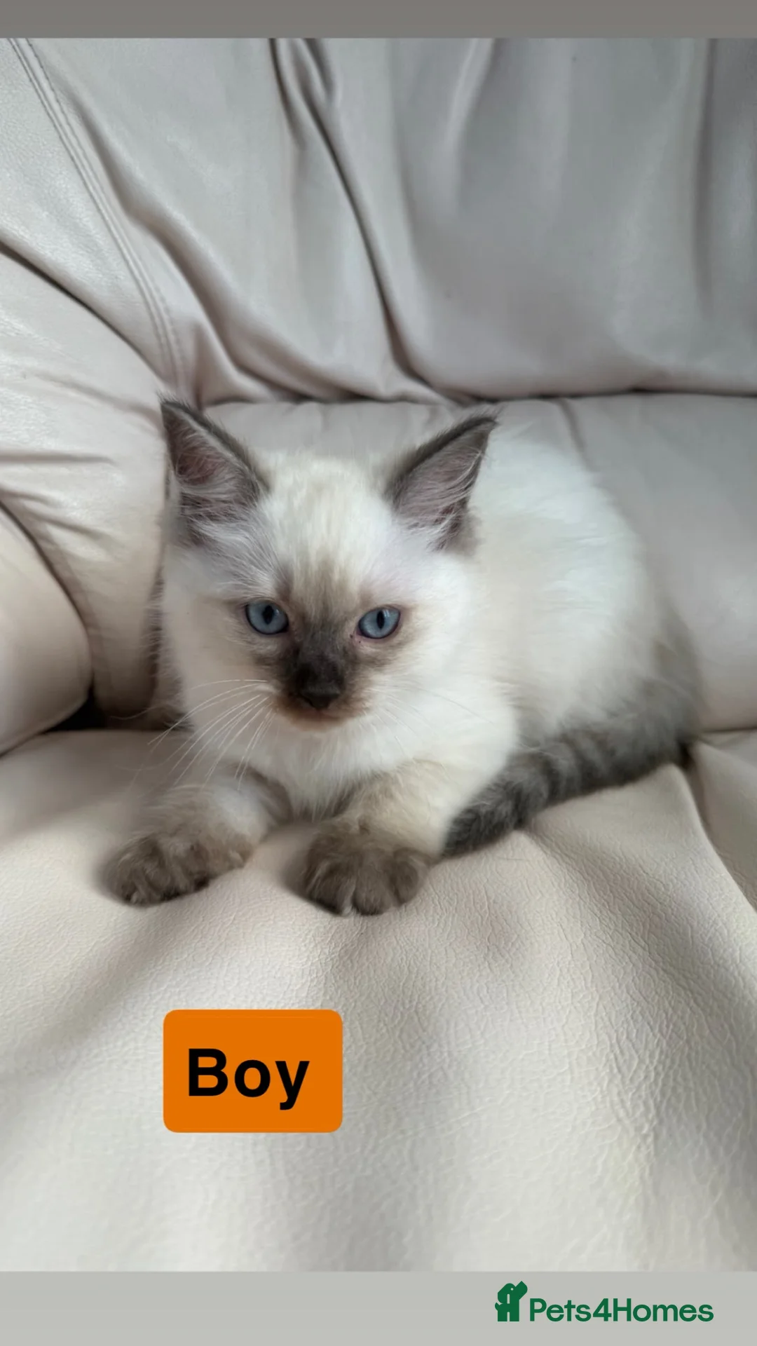 Ragdoll cats for sale: Stunning litter of ragdoll kittens  - Advert 2