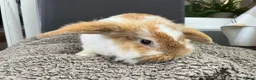 Mini Lion Lop rabbits for sale: Gorgeous Mini lion lop proven male  - Advert 4