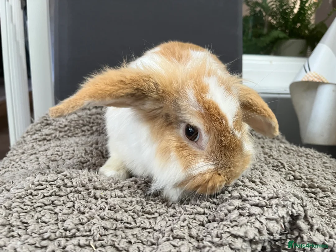 Mini Lion Lop rabbits for sale: Gorgeous Mini lion lop proven male  - Advert 4