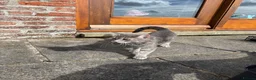 Mixed Breed cats for sale: Beautiful friendly kittens  - Advert 1